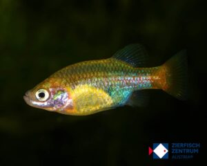 Xenotoca doadrioi San Marcos