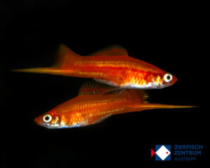 Xiphophorus helleri ‚red“