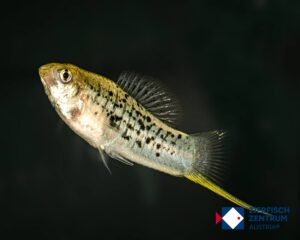 Xiphophorus nezahualcoyotl