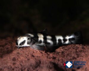 Yaoshania pachychilus L