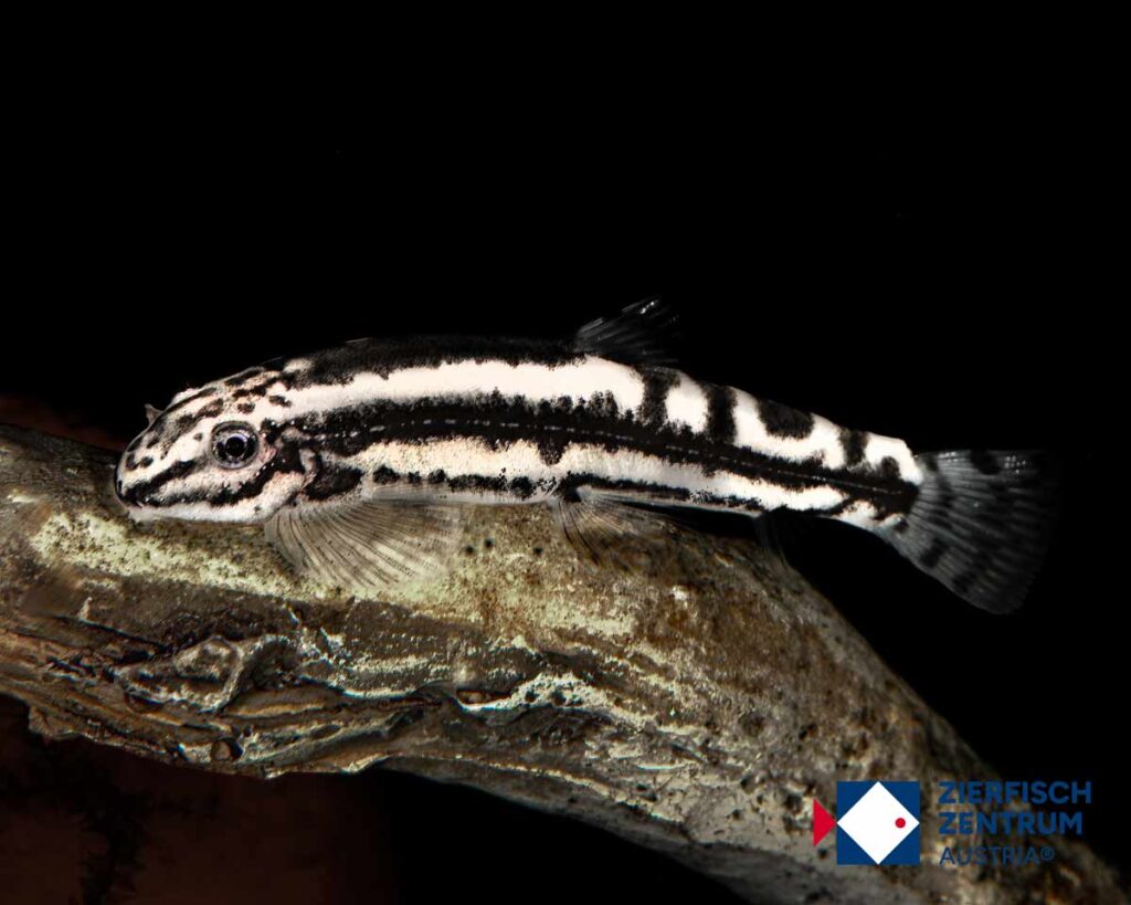 yaoshania-pachychilus-typ-2-zierfisch-aquarium-austria
