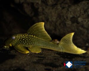 Baryancistrus demantoides L-200 High Fin L - XL