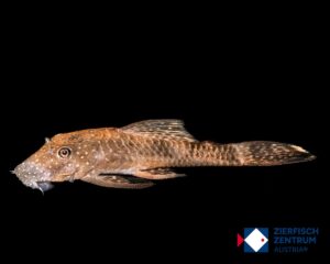 Ancistrus sp. amaya L524