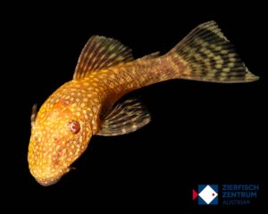 Ancistrus sp. albino