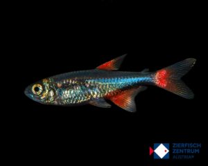 Aphyocharax anisitsi