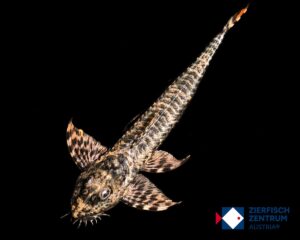 Spatuloricaria sp. black and white