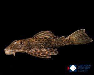 Hypostomus isbrueckeri