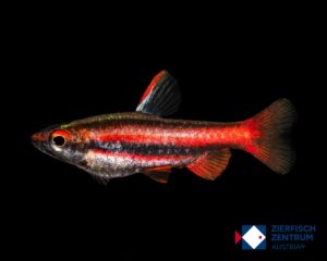 Nannostomus mortenthaleri