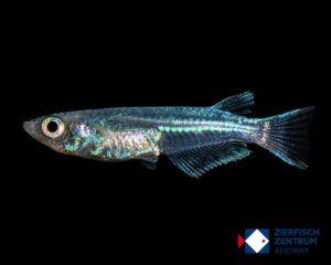 Oryzias latipes Platinum