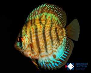 Symphysodon sp. rot tuerkies