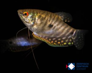 Trichopodus trichopterus Schoko