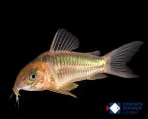 Osteogaster rabauti