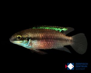 Enigmatochromis lucanusi