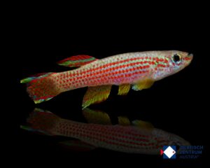 Aphyosemion striatum