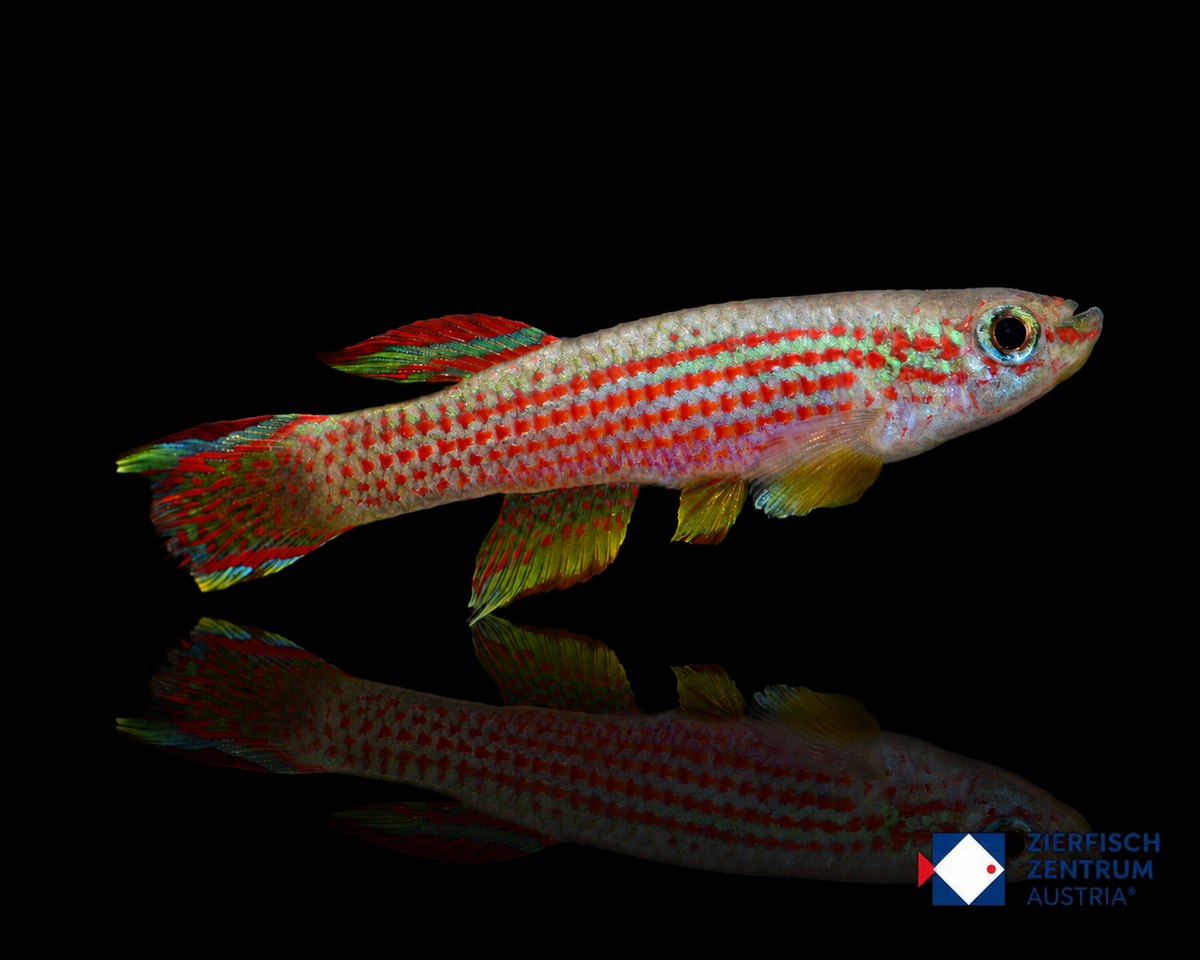 Aphyosemion striatum