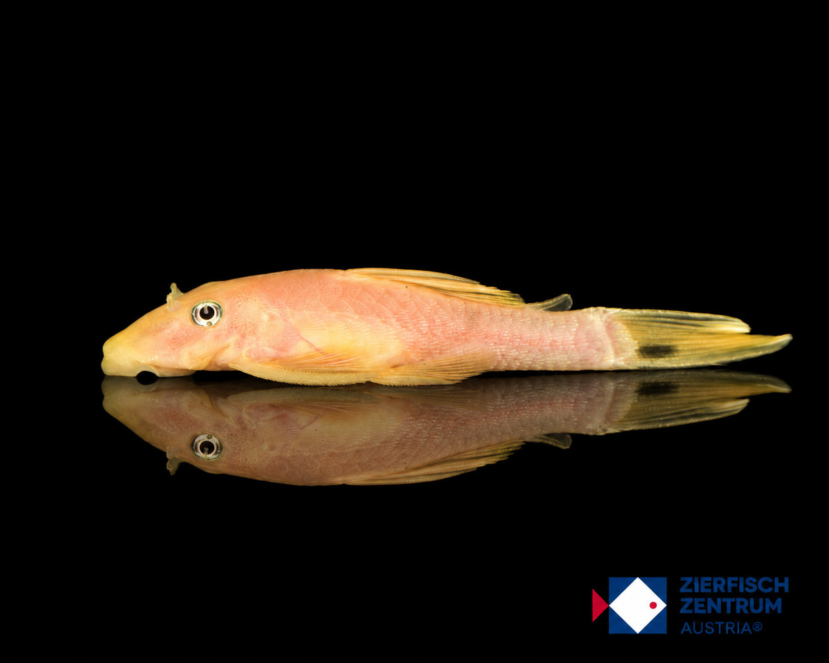 Ancistrus sp. L-144