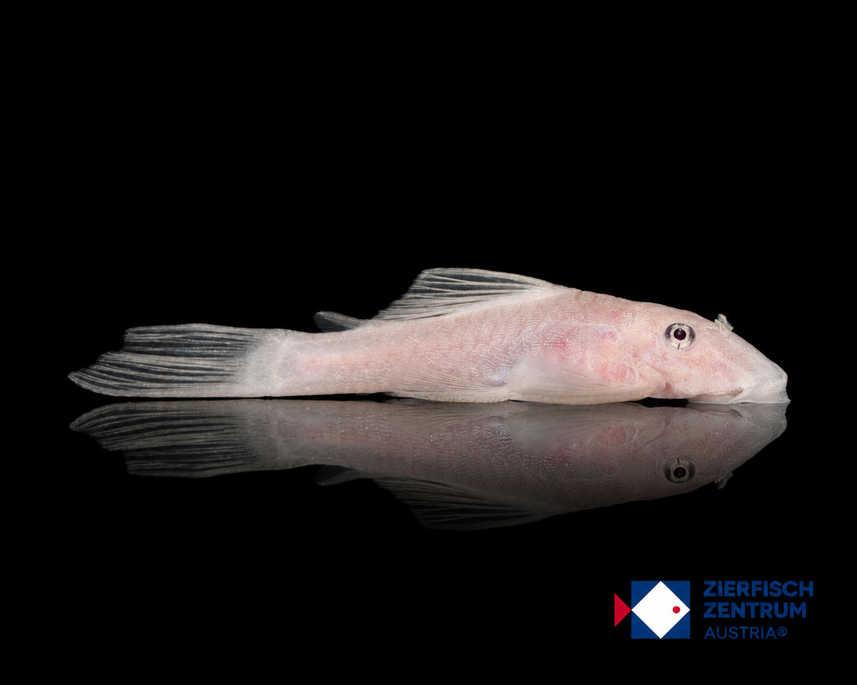 Ancistrus sp. „snow white“