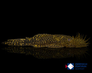 Ancistrus spec. gemeiner Ancistrus