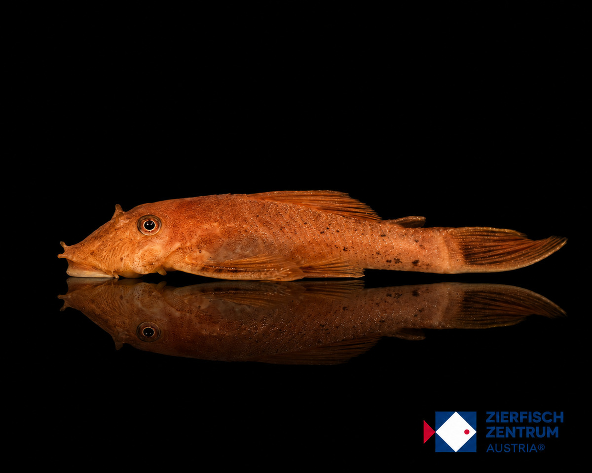 Ancistrus spec. red