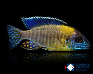 Aulonocara sp. blue neon