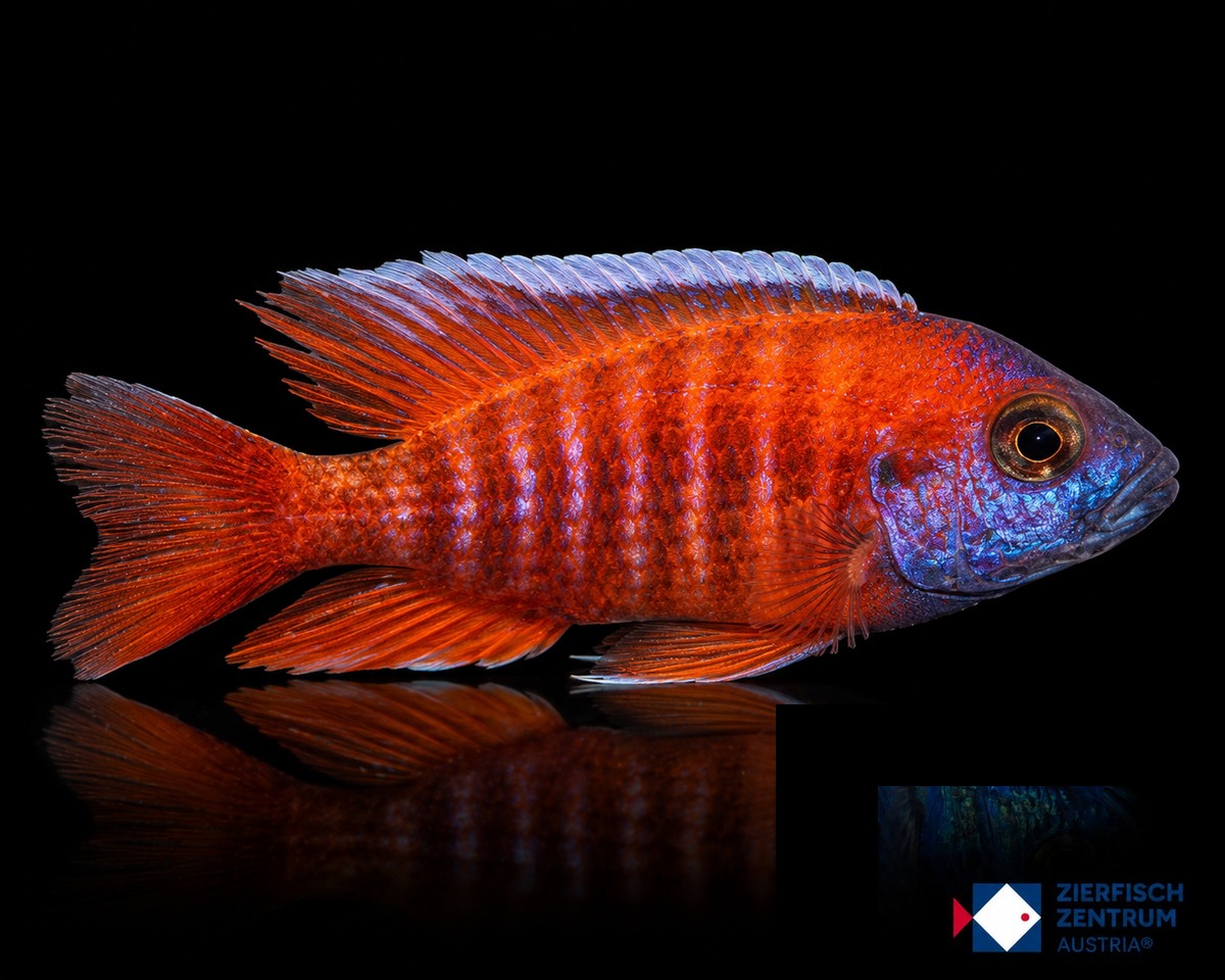 Aulonocara spec eureka