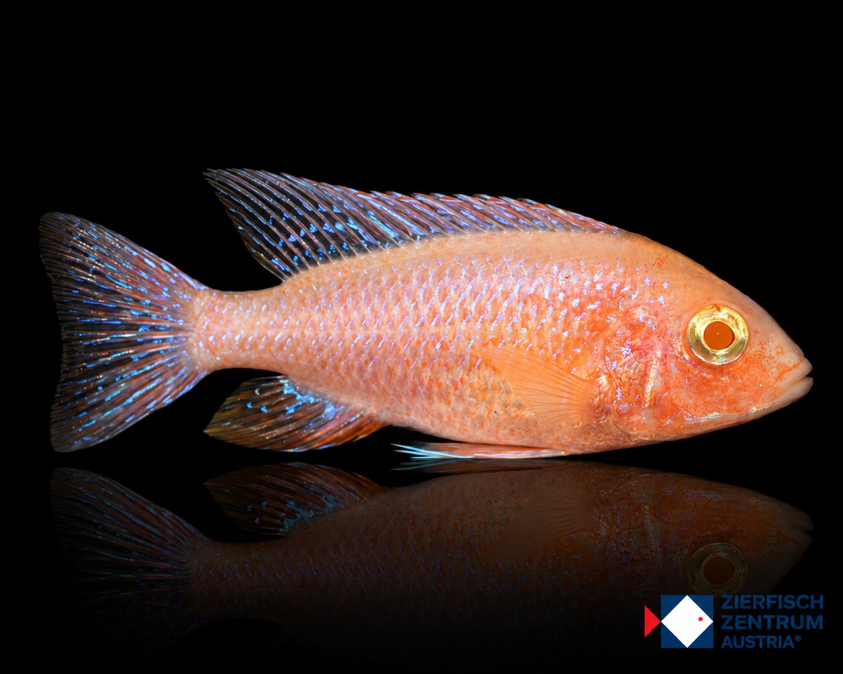 Aulonocara sp. Red Dragon Fire Albino