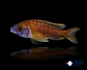 Aulonocara spec lwanda
