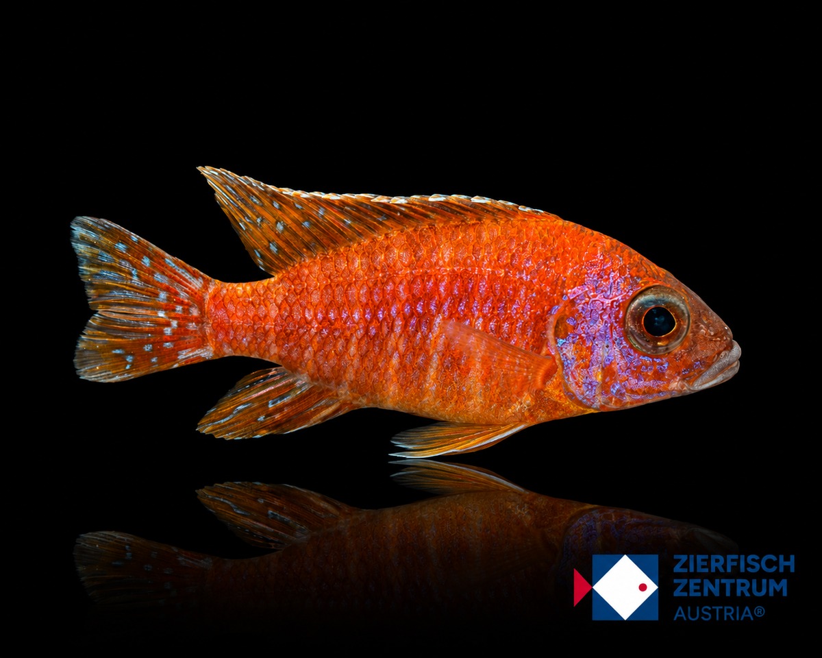Aulonocara sp. red rubin