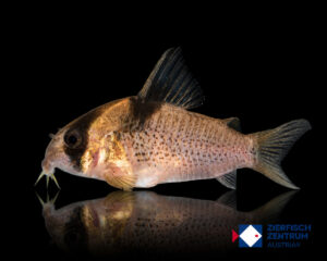Hoplisoma sp. C21