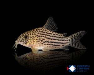 Hoplisoma araguaiaensis