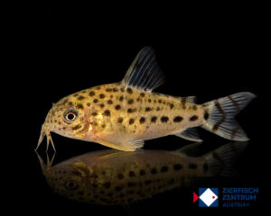 Hoplisoma knaacki