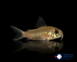 Hoplisoma sp. CW200
