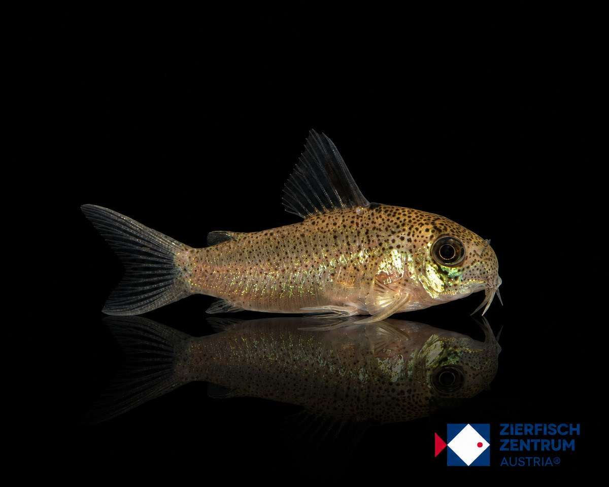 Hoplisoma sp. CW200