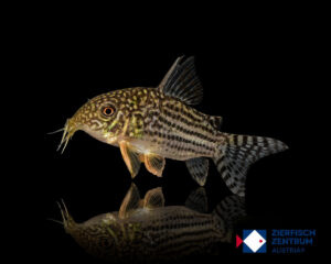 Hoplisoma sterbai