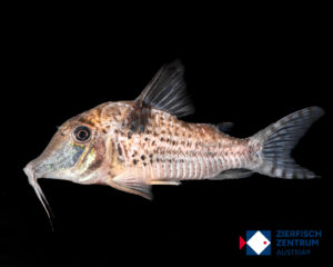 Corydoras sp. Rio Madeira