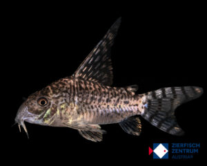 Hoplisoma  thanatos CW146