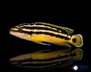 Julidochromis ornatus Kampampa yellow