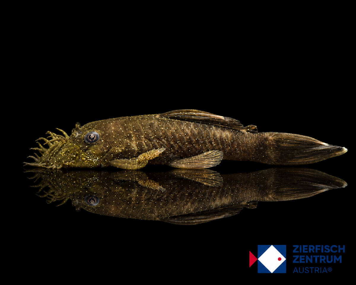 Ancistrus sp. L-100