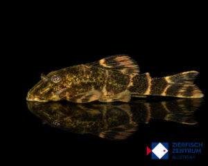 Panaqolus maccus L-104