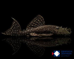 Ancistrus sp L-107 ( L-184)