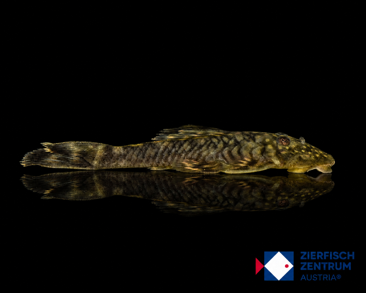 Lithoxancistrus orinoco L-126