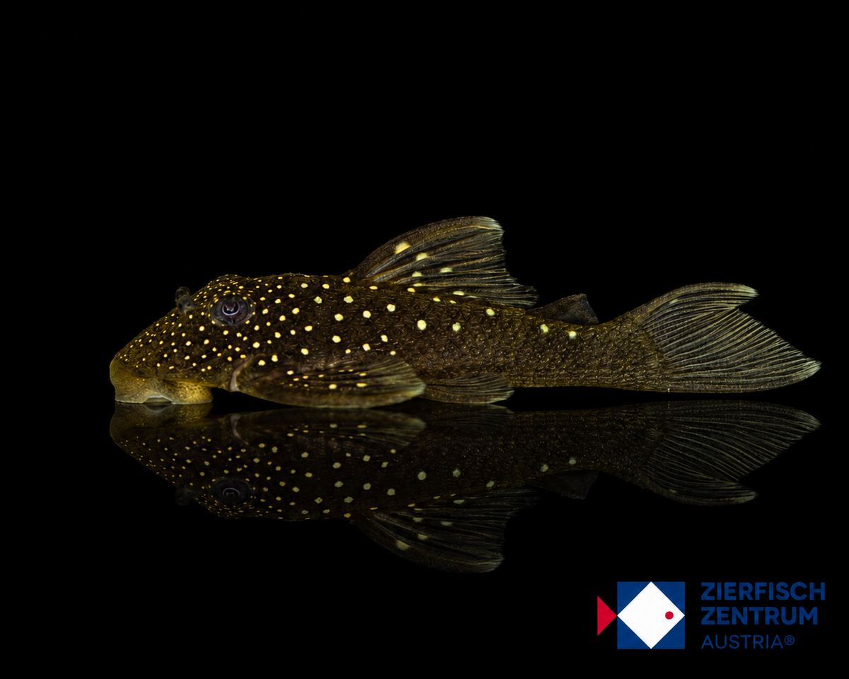 Hemiancistrus sp. L-128