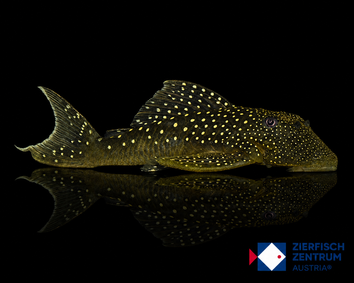 Hemiancistrus sp. L-128