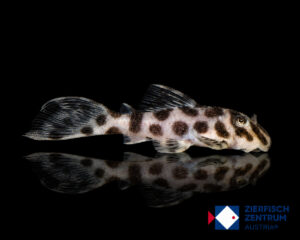 Hypancistrus yudja L-174