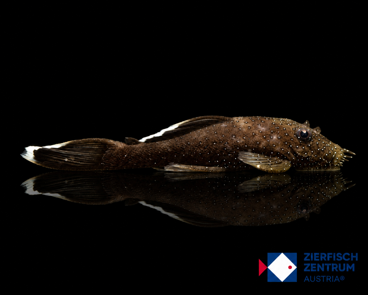 Ancistrus dolichopterus L-183