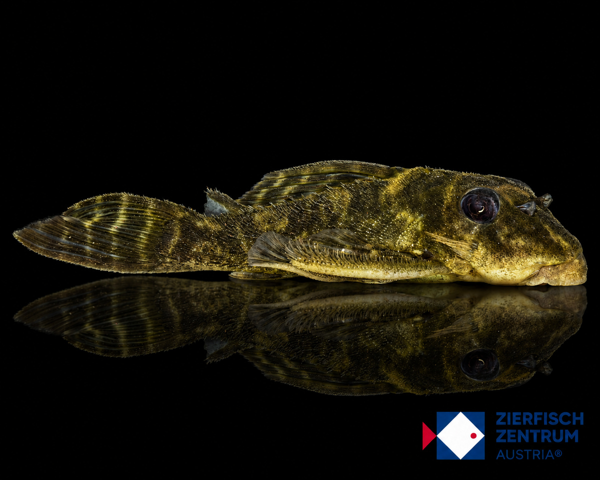 Hypancistrus furunculus L-199