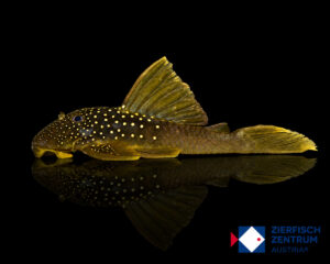 Hemiancistrus subviridis L-200 Low Fin
