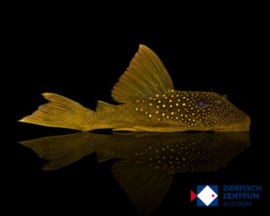 Hemiancistrus subviridis L-200 Low Fin