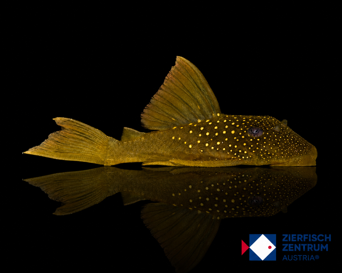 Hemiancistrus subviridis L-200 Low Fin