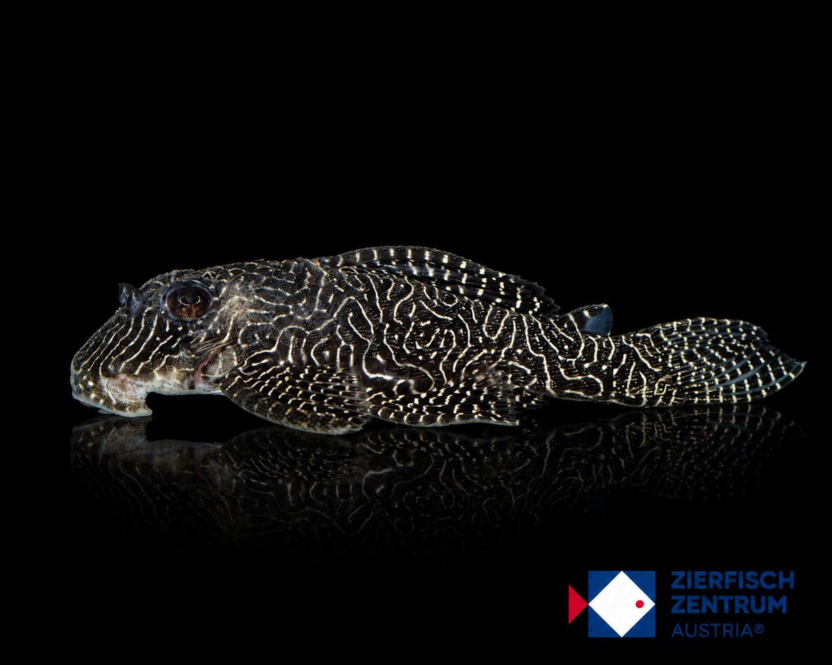 Hypancistrus sp. L-260